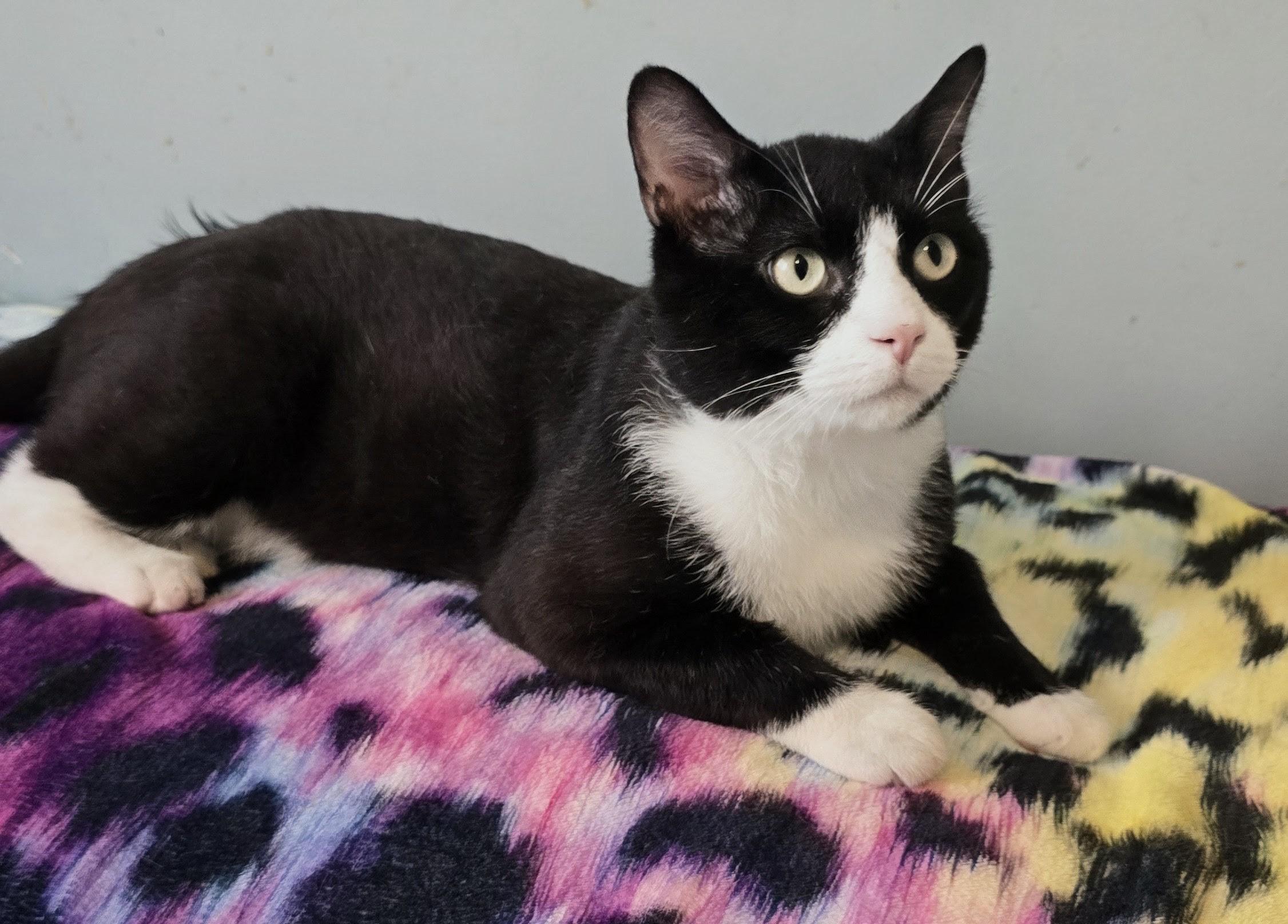GIZMO, a ADOPTABLE Domestic Short Hair in Chicago Ridge, IL image 3/4