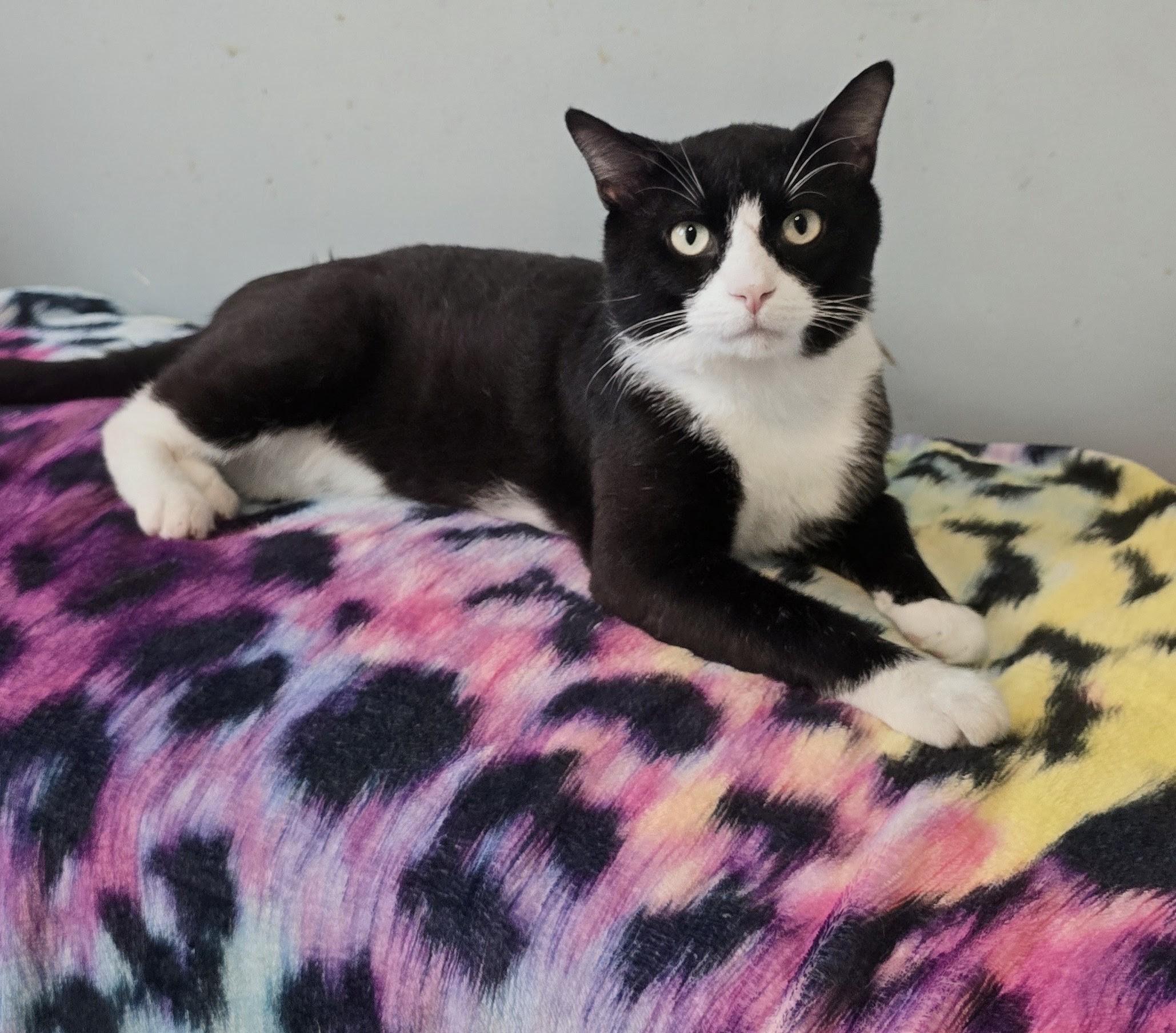 GIZMO, ADOPTABLE, Adult Male Domestic Short Hair.