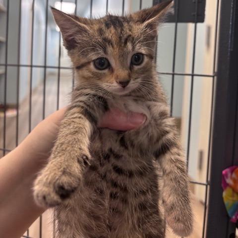 Pumpkin Spice (26-9664), Adoptable, Kitten Female Domestic Short Hair.