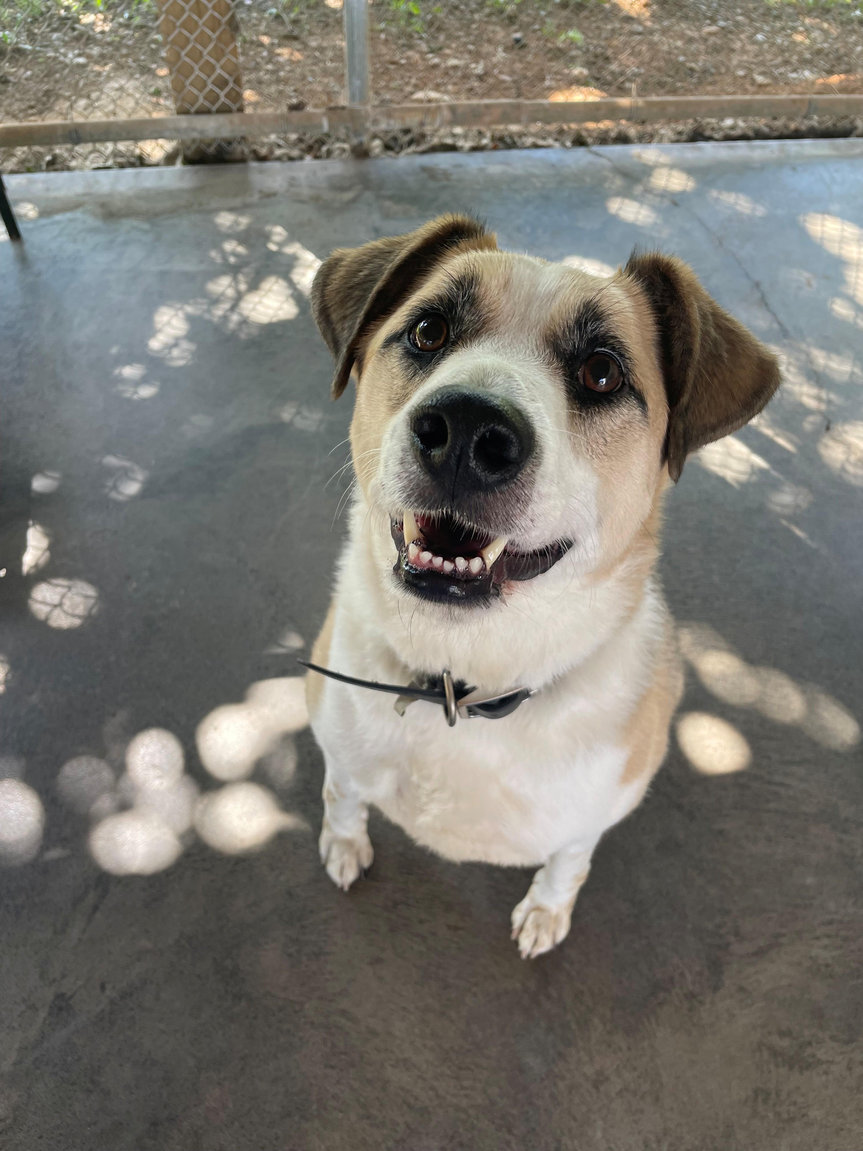 Hunter, ADOPTABLE, Young Male Beagle & German Shepherd Dog.