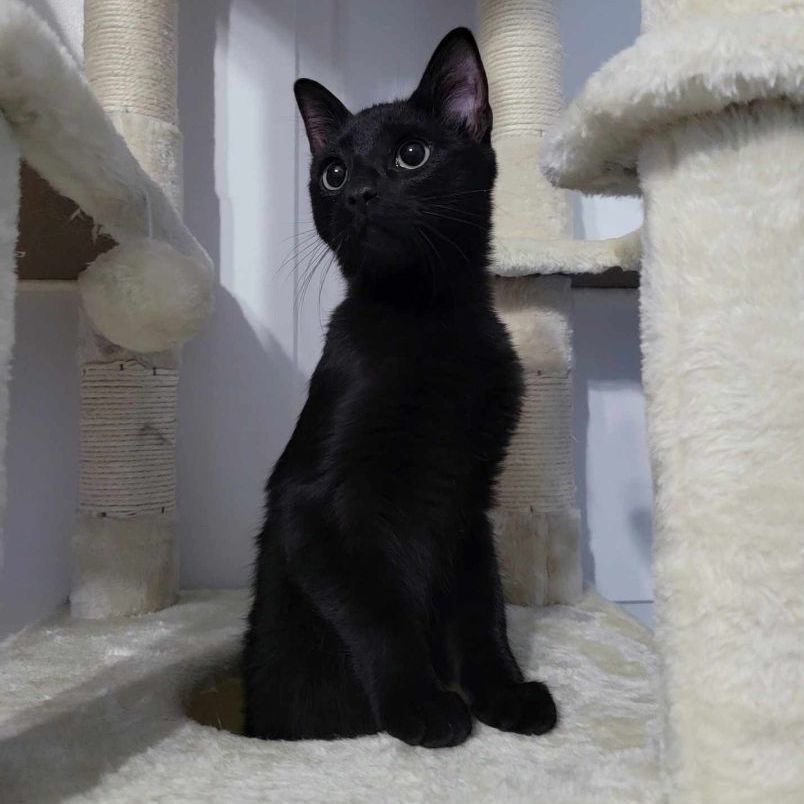 Salem, Young Male Domestic Short Hair