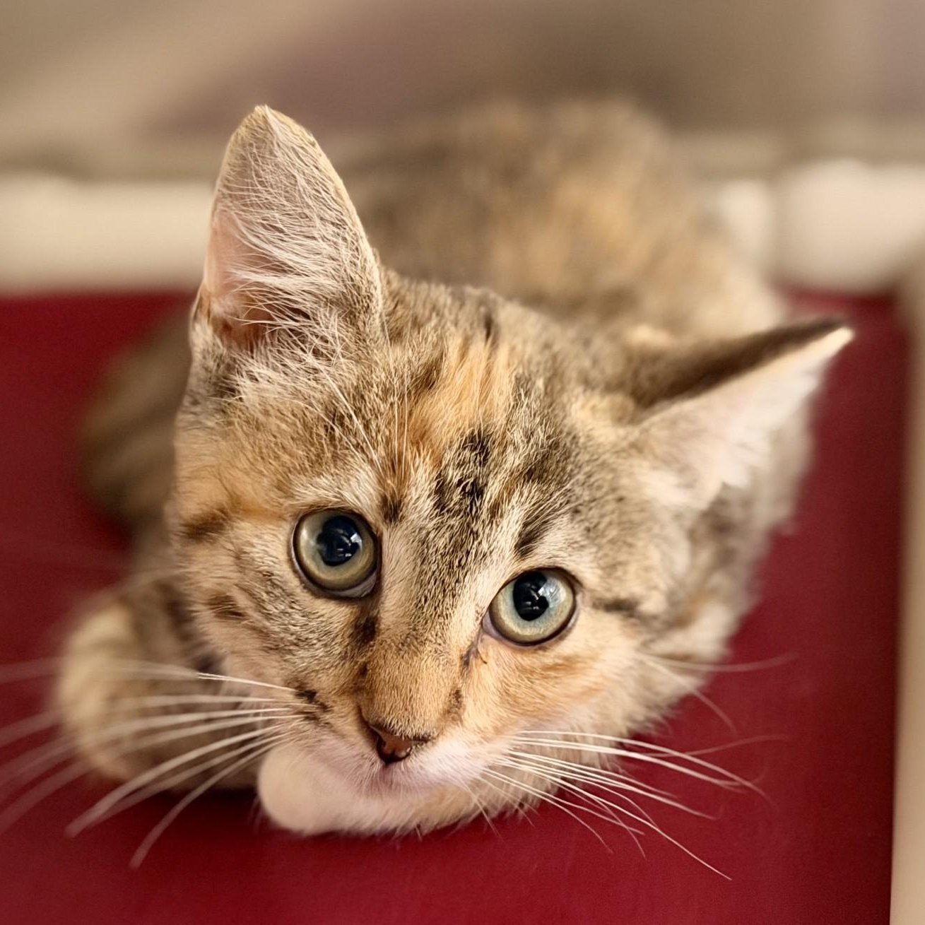 Vicky, adopted, Kitten Female Domestic Short Hair.