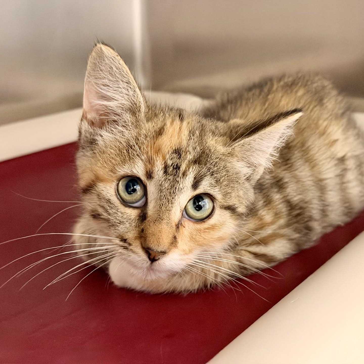Enlarge Vicky, an adopted Domestic Short Hair in Manahawkin, NJ image 2/2