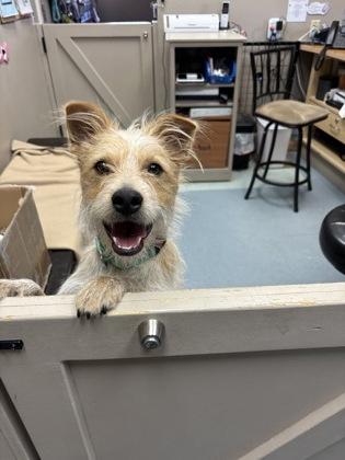 Enlarge Peach, a ADOPTABLE mixed breed in Steamboat Springs, CO image 2/2