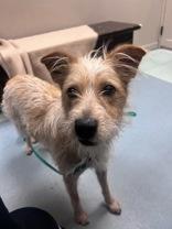 Peach, ADOPTABLE, Young Female Terrier.