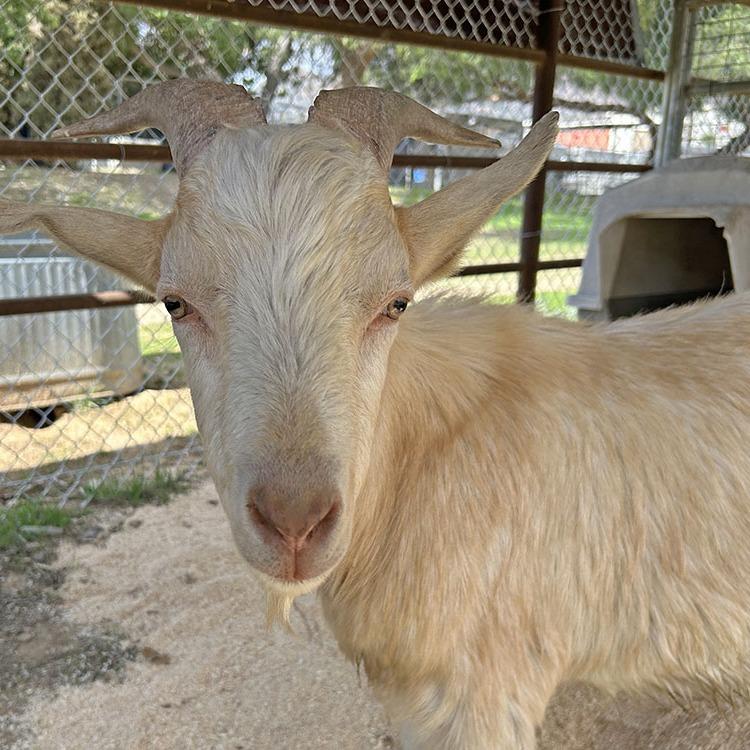 Glen the Goat, Adoptable, Adult Male Goat & Goat.