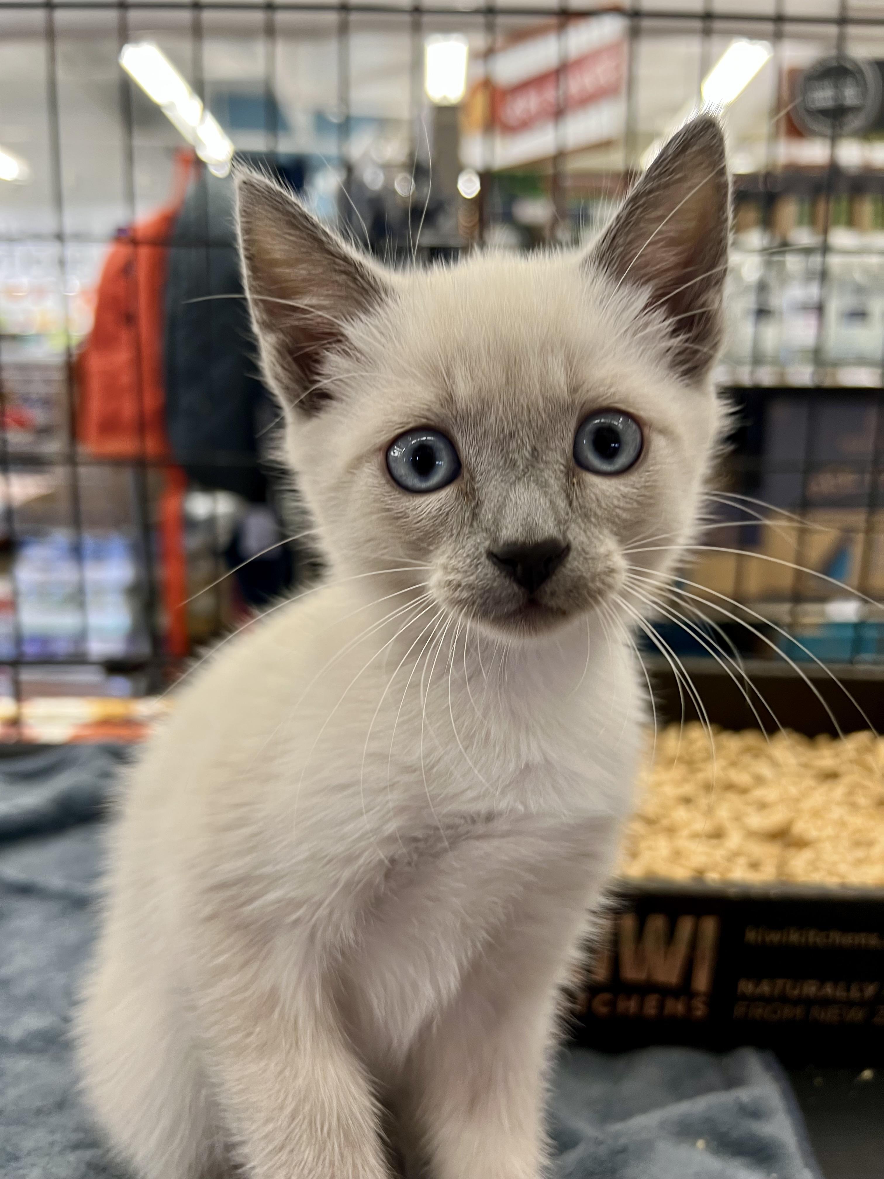 Spence, Adopted, Kitten Male Siamese.