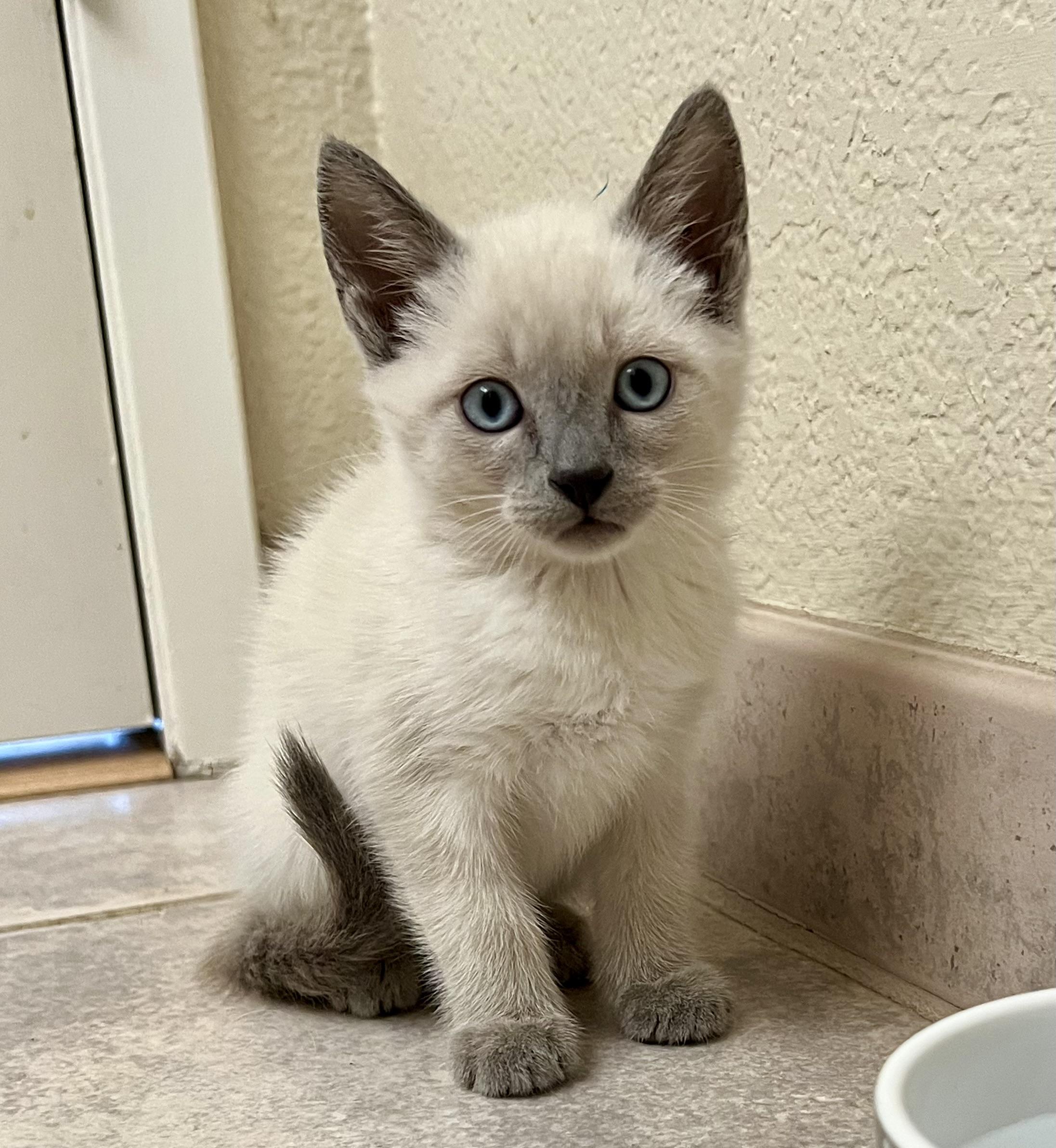 Spence, Adopted, Kitten Male Siamese.