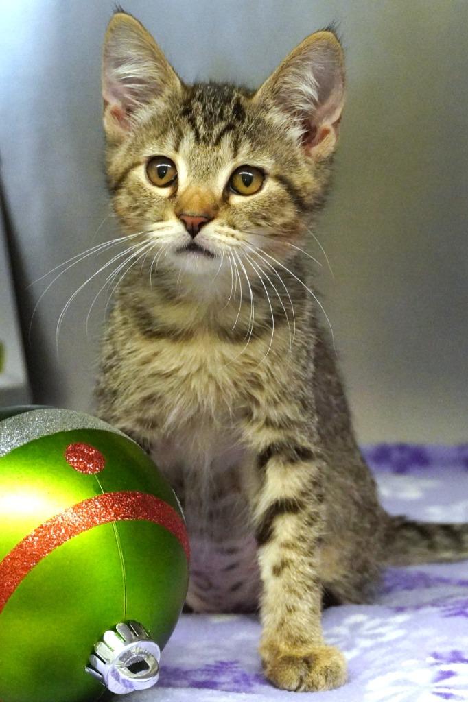 Froggy, Adoptable, Kitten Female Domestic Short Hair.