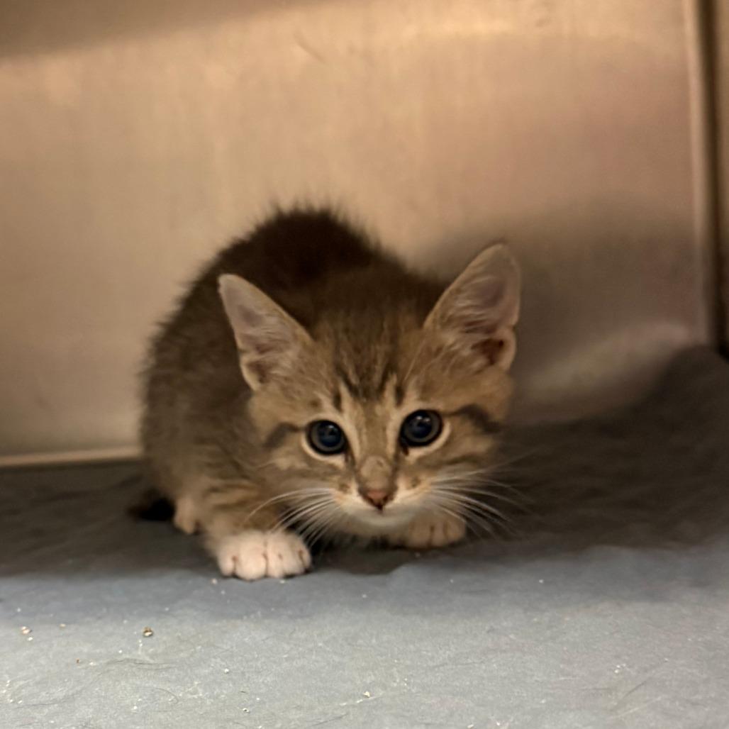 George C26-038, Adoptable, Kitten Male Domestic Short Hair.