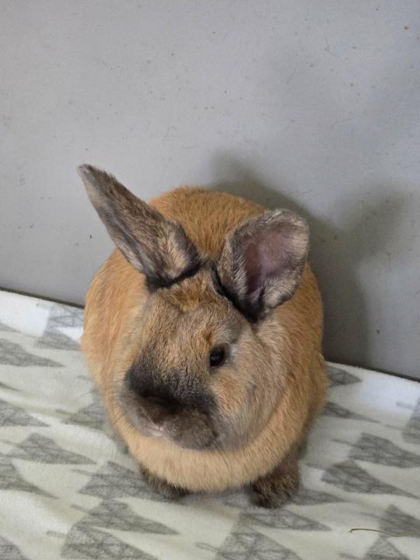 Enlarge Wombat (baby bunny in foster), an adopted Dutch in Bellingham, WA image 1/2
