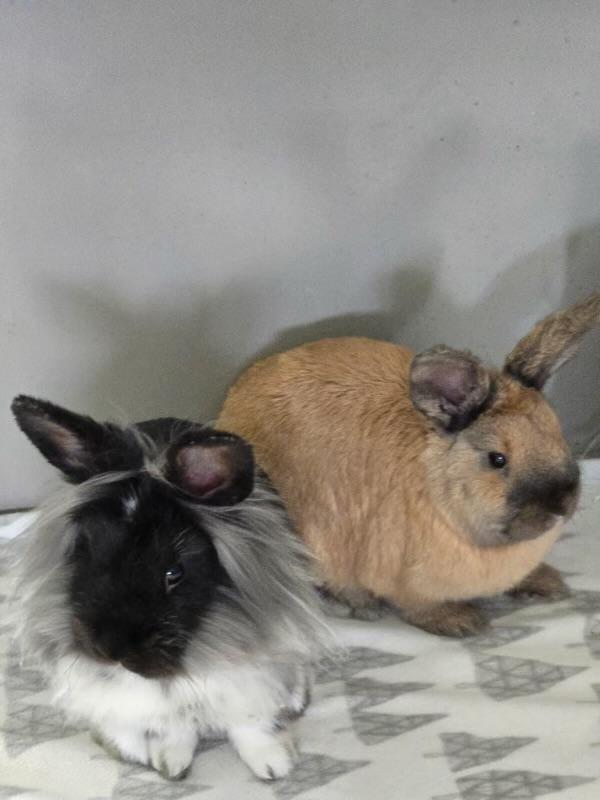 Enlarge Wombat (baby bunny in foster), an adopted Dutch in Bellingham, WA image 2/2