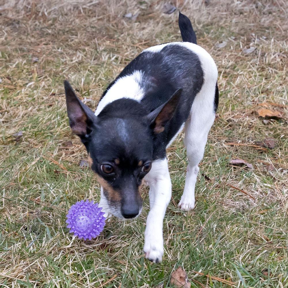 Enlarge Freckles, a Adoptable mixed breed in Erie, PA image 1/6