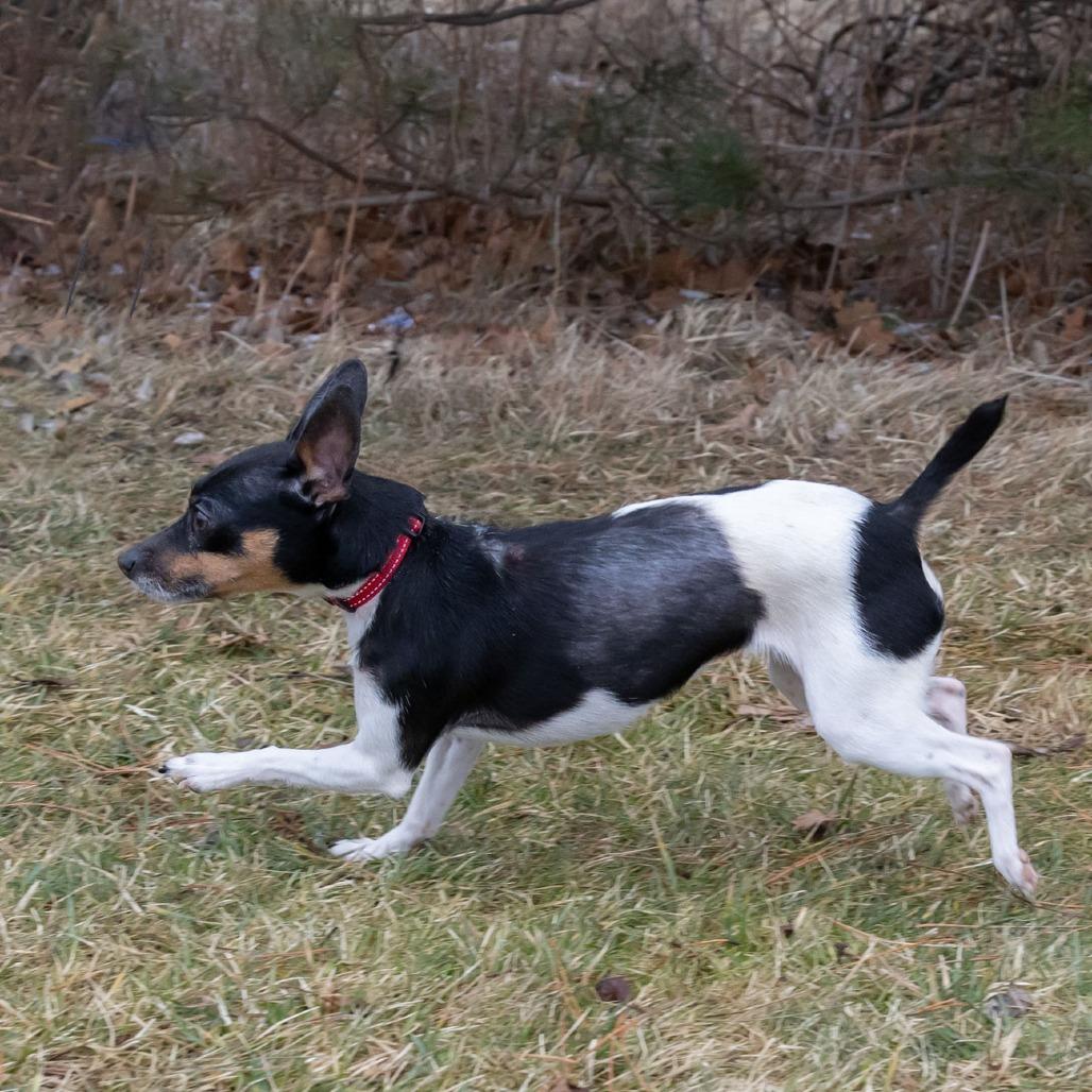 Enlarge Freckles, a Adoptable mixed breed in Erie, PA image 2/6