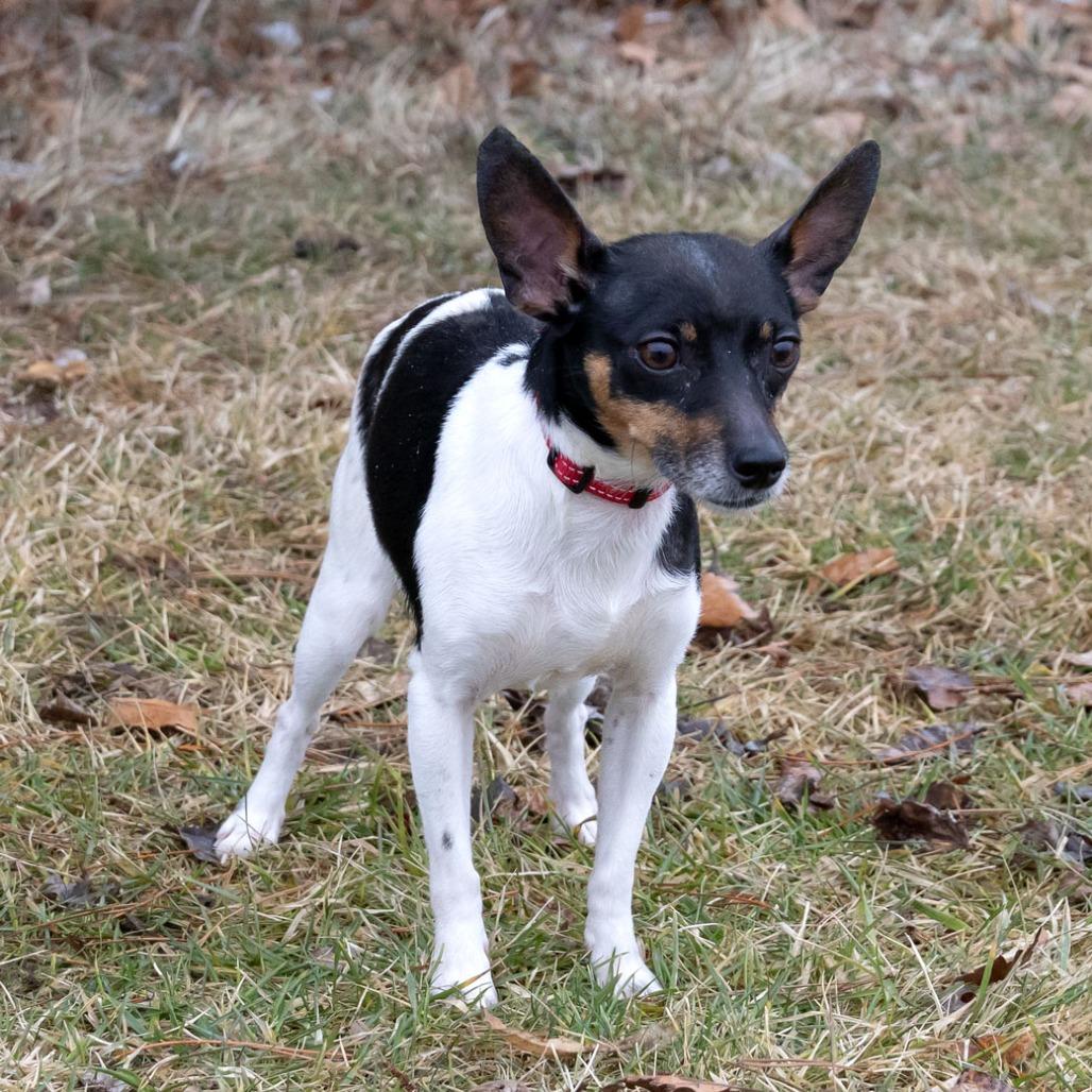 Enlarge Freckles, a Adoptable mixed breed in Erie, PA image 4/6