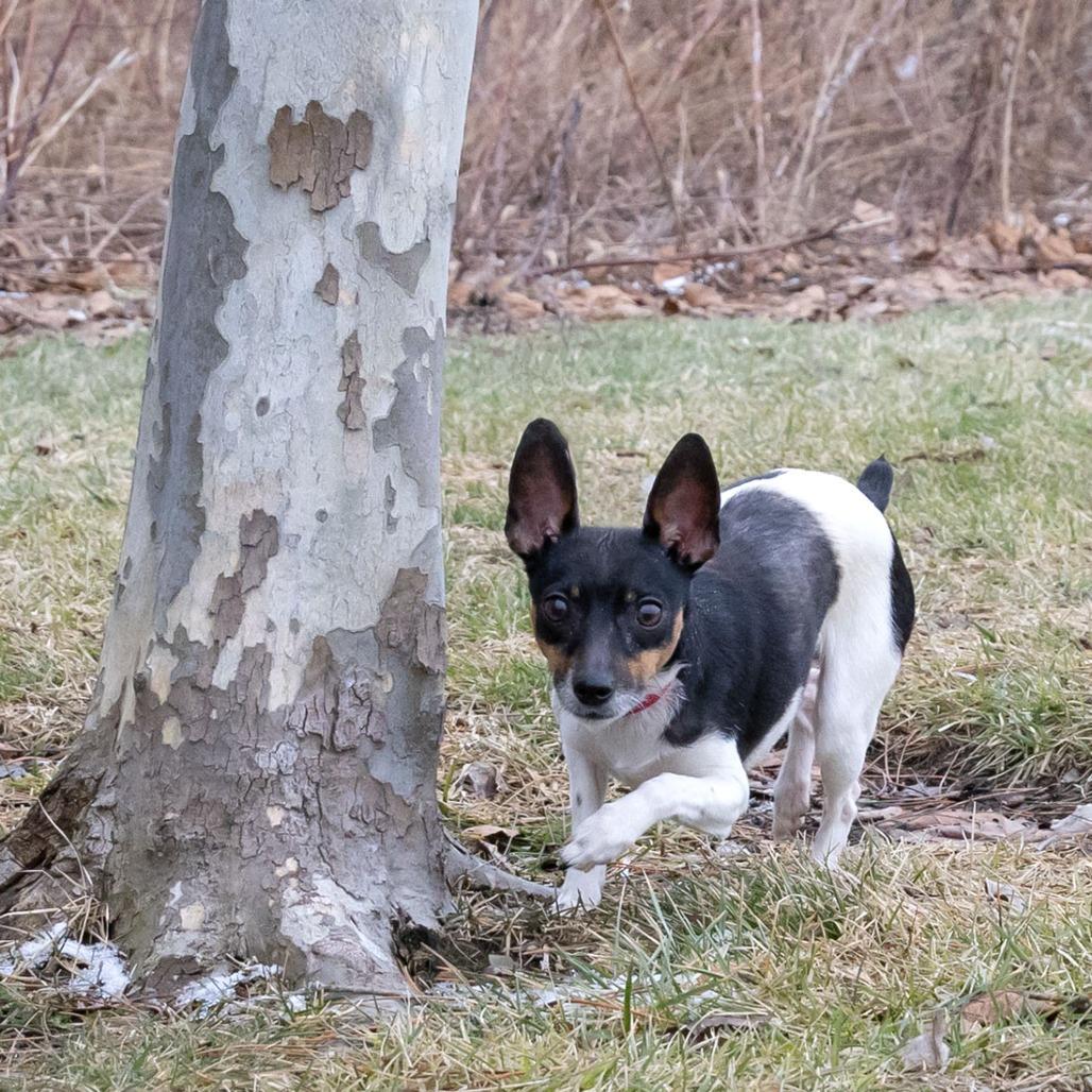 Enlarge Freckles, a Adoptable mixed breed in Erie, PA image 5/6