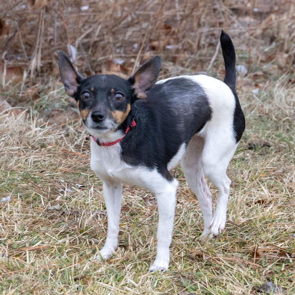 Enlarge Freckles, a Adoptable mixed breed in Erie, PA image 6/6