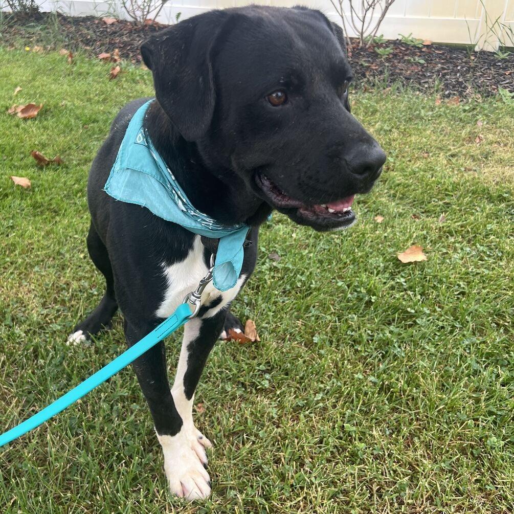 Simba, Adoptable, Young Male Mixed Breed.