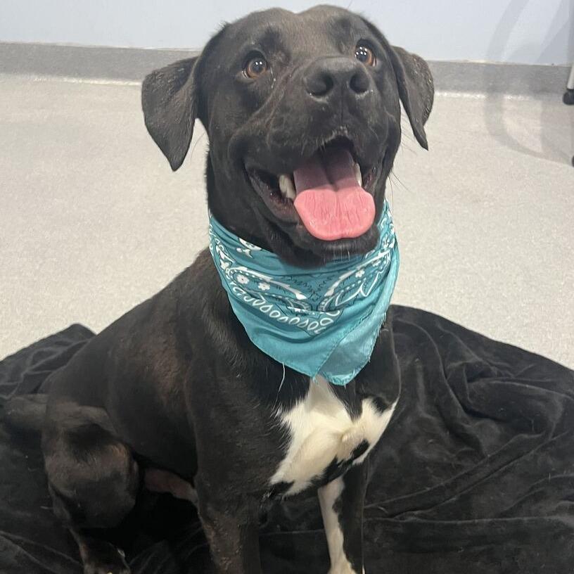 Enlarge Simba, a Adoptable Mixed Breed in Canal Winchester, OH image 2/2