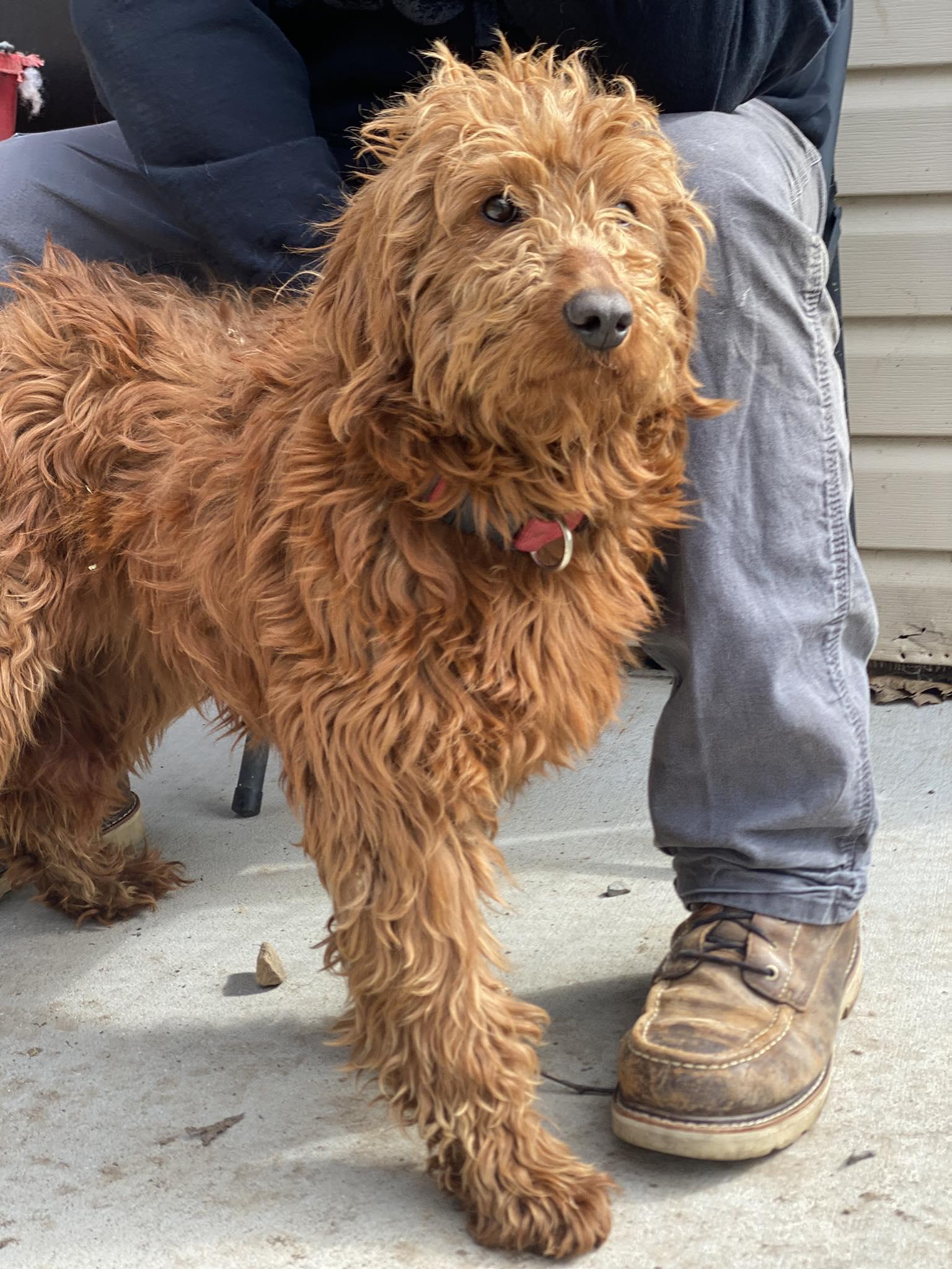 Enlarge Patience, a Adopted mixed breed in Lewistown, PA image 1/1