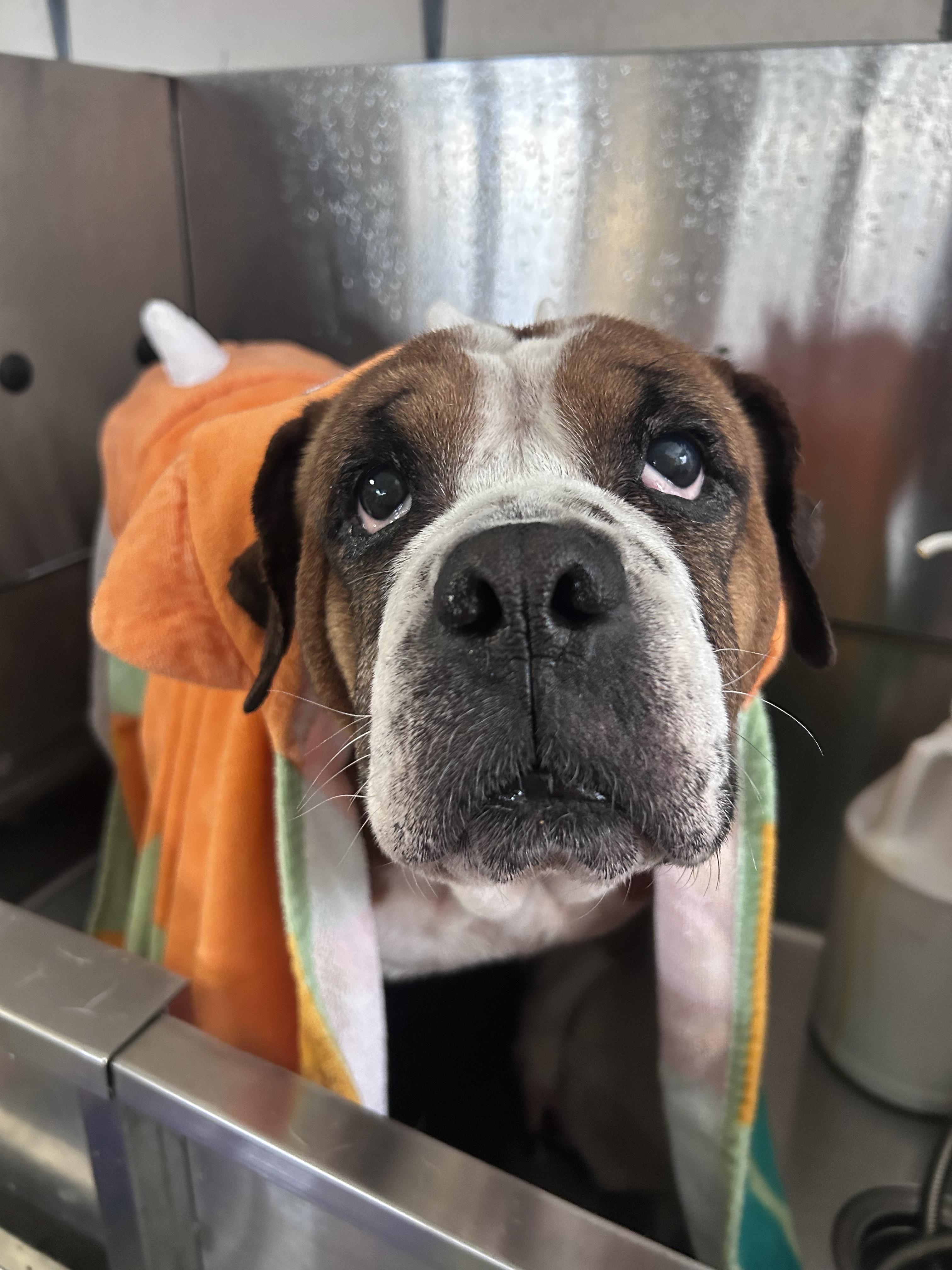 Vaughn, ADOPTABLE, Adult Female Boxer & Bulldog.