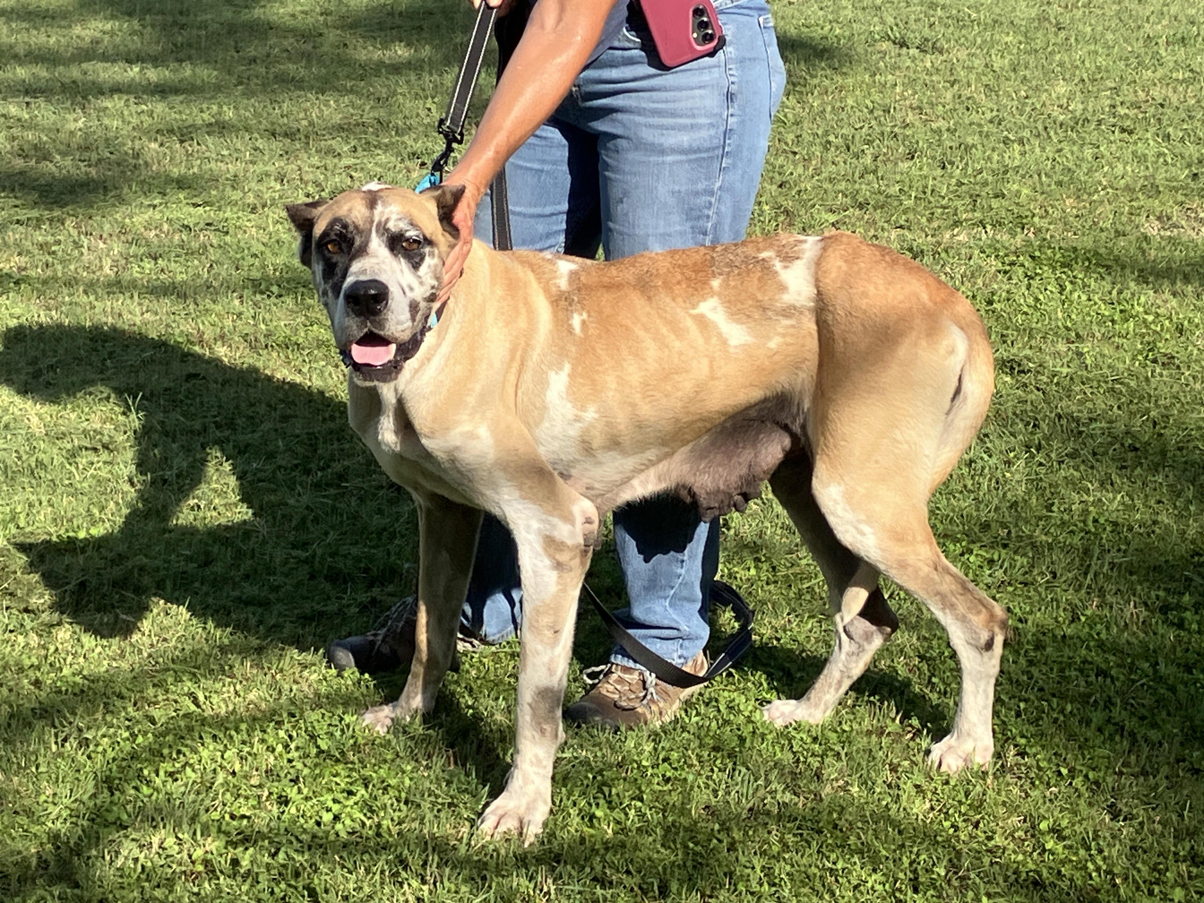Enlarge AGGIE-Delightful Dane, an adopted mixed breed in Stephenville, TX image 3/6