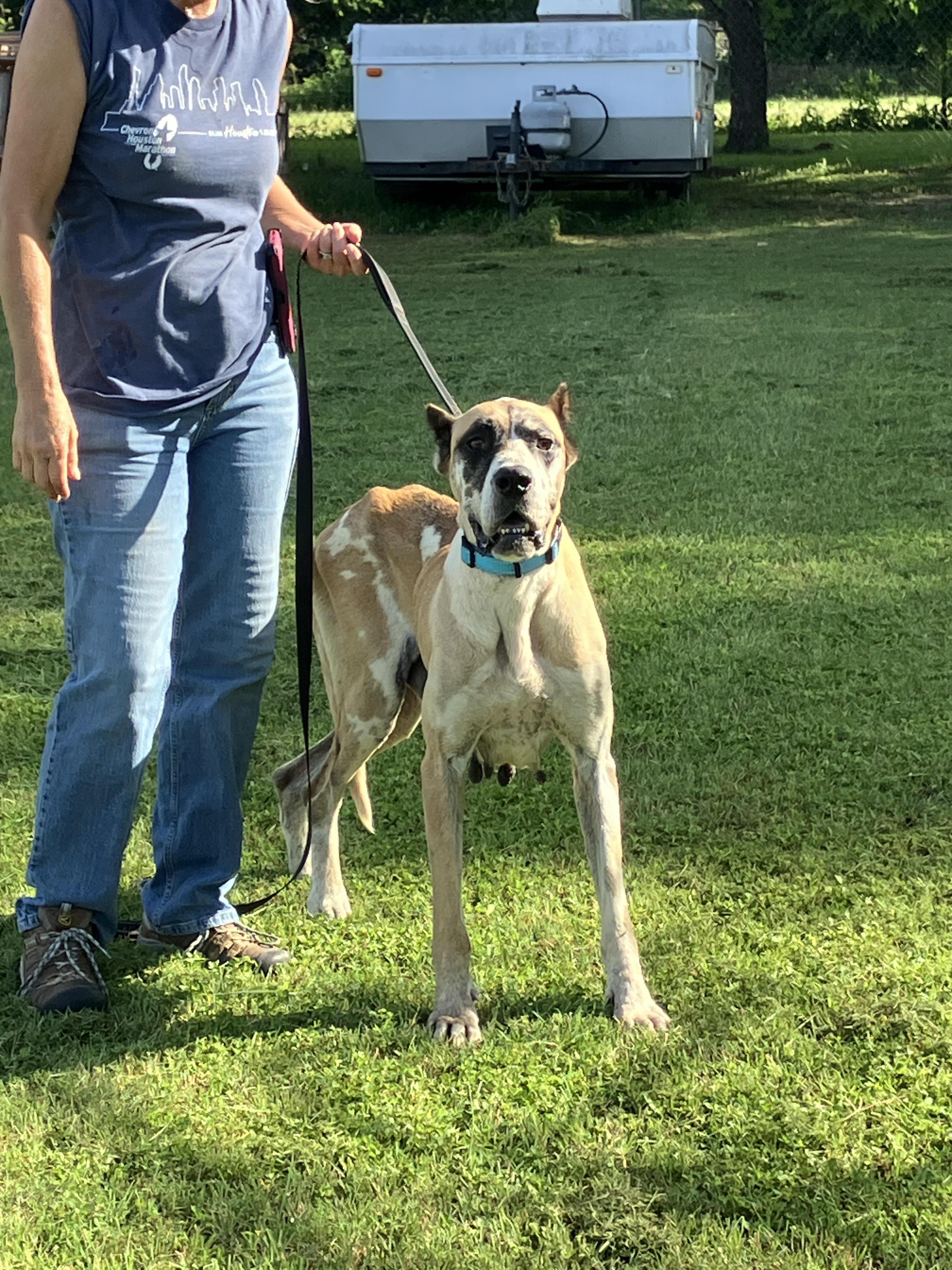 Enlarge AGGIE-Delightful Dane, an adopted mixed breed in Stephenville, TX image 2/6