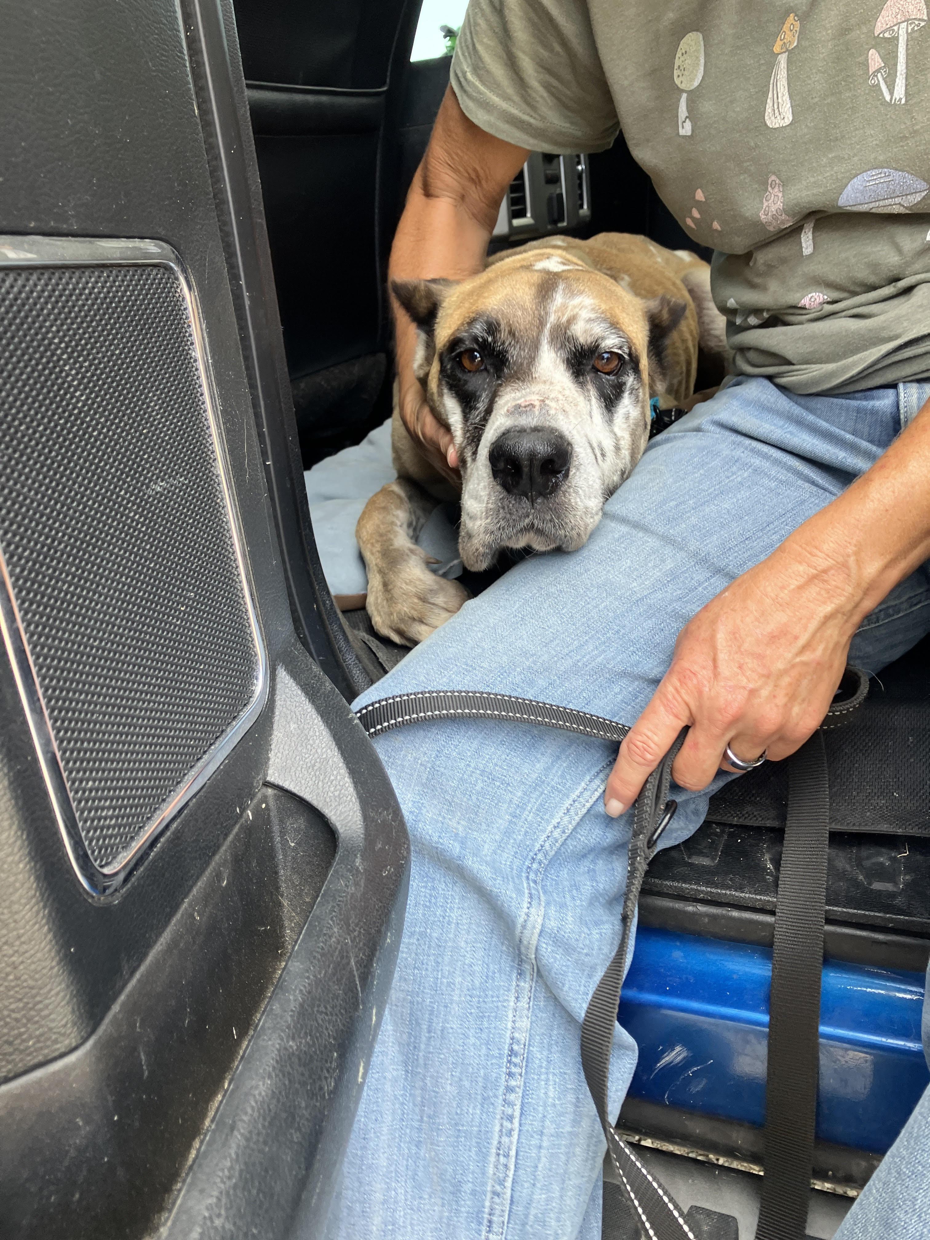Enlarge AGGIE-Delightful Dane, an adopted mixed breed in Stephenville, TX image 4/6
