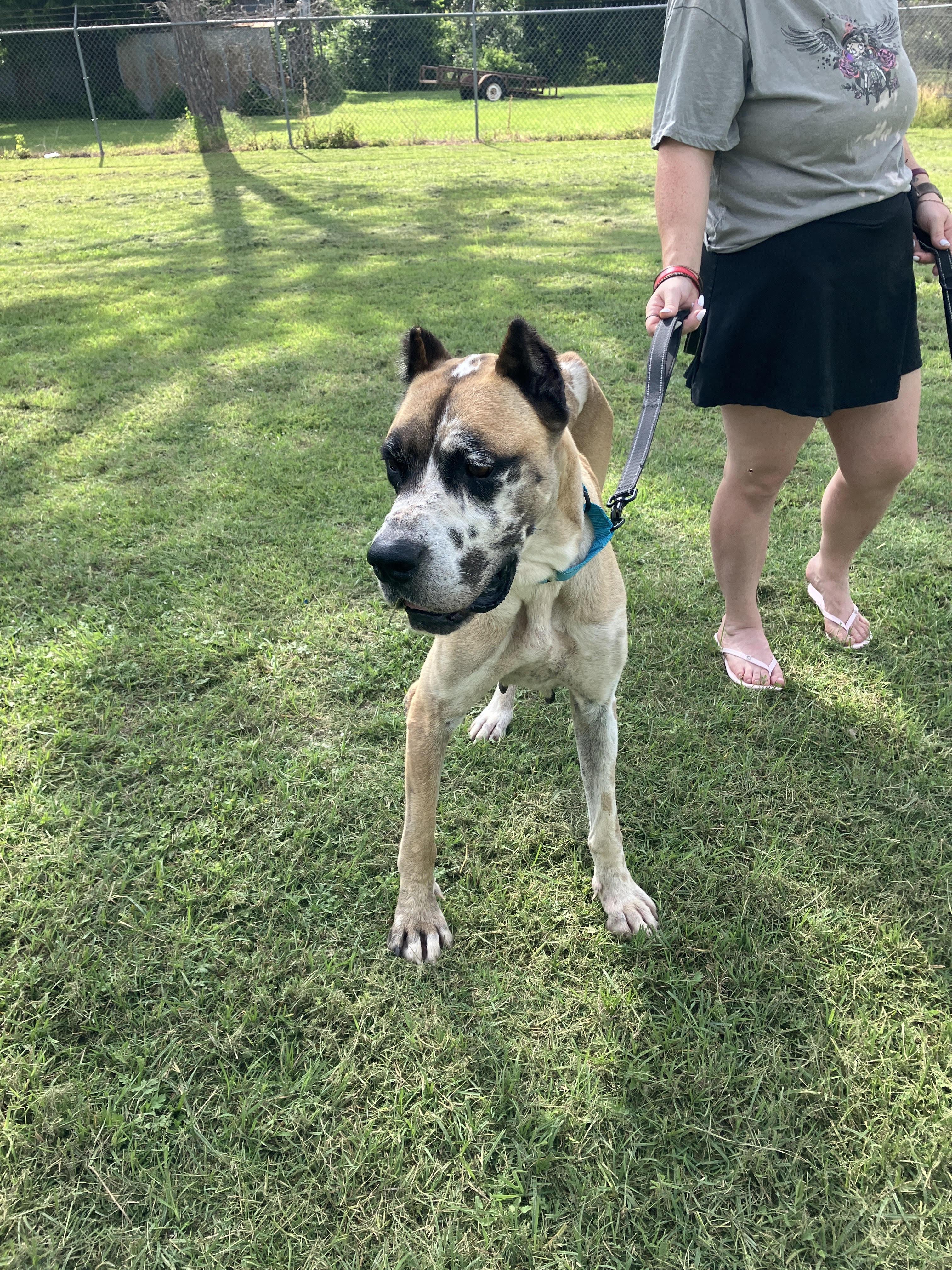 Enlarge AGGIE-Delightful Dane, an adopted mixed breed in Stephenville, TX image 5/6