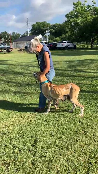 Enlarge AGGIE-Delightful Dane, an adopted mixed breed in Stephenville, TX video 6/6