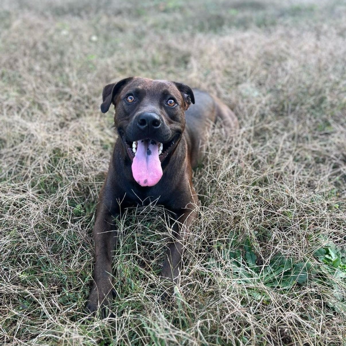 Winston- kid & dog friendly!