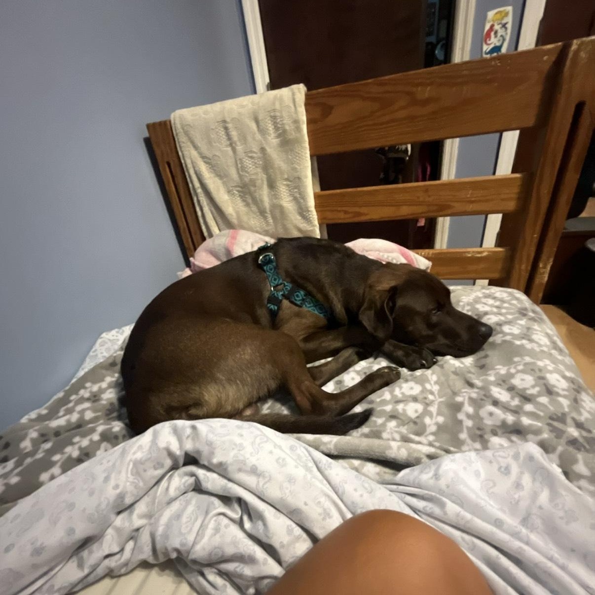 Winston- kid & dog friendly!