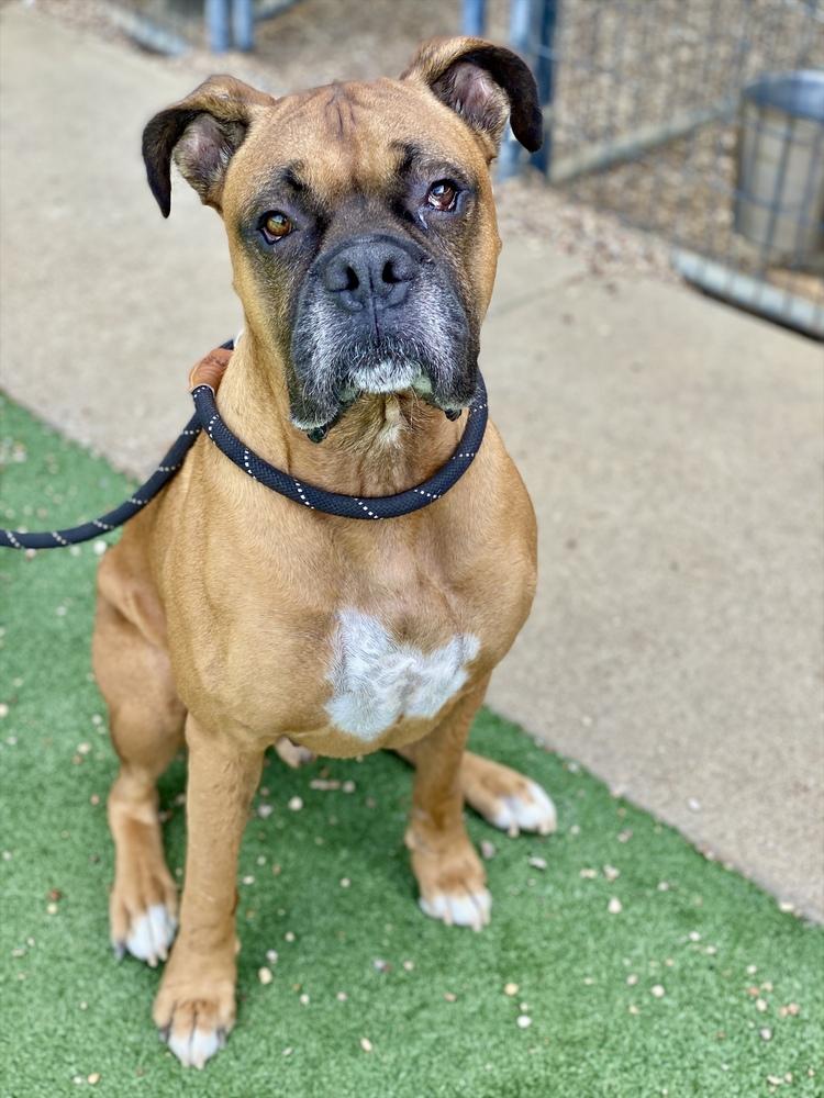 Danby, Adoptable, Adult Male Boxer.