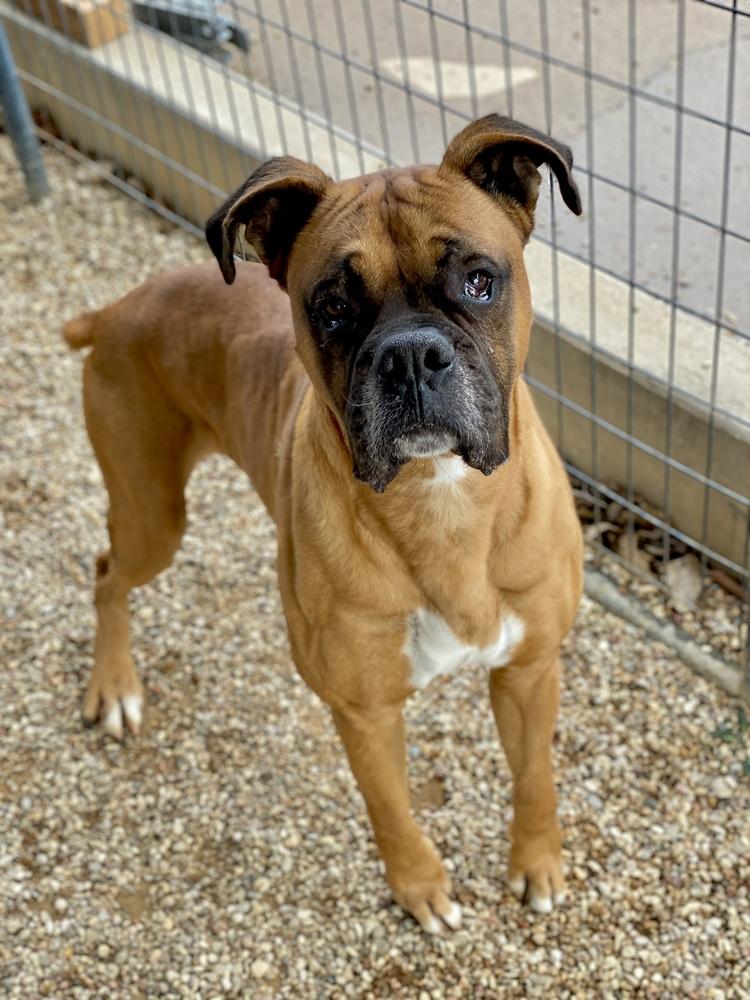 Danby, Adoptable, Adult Male Boxer.