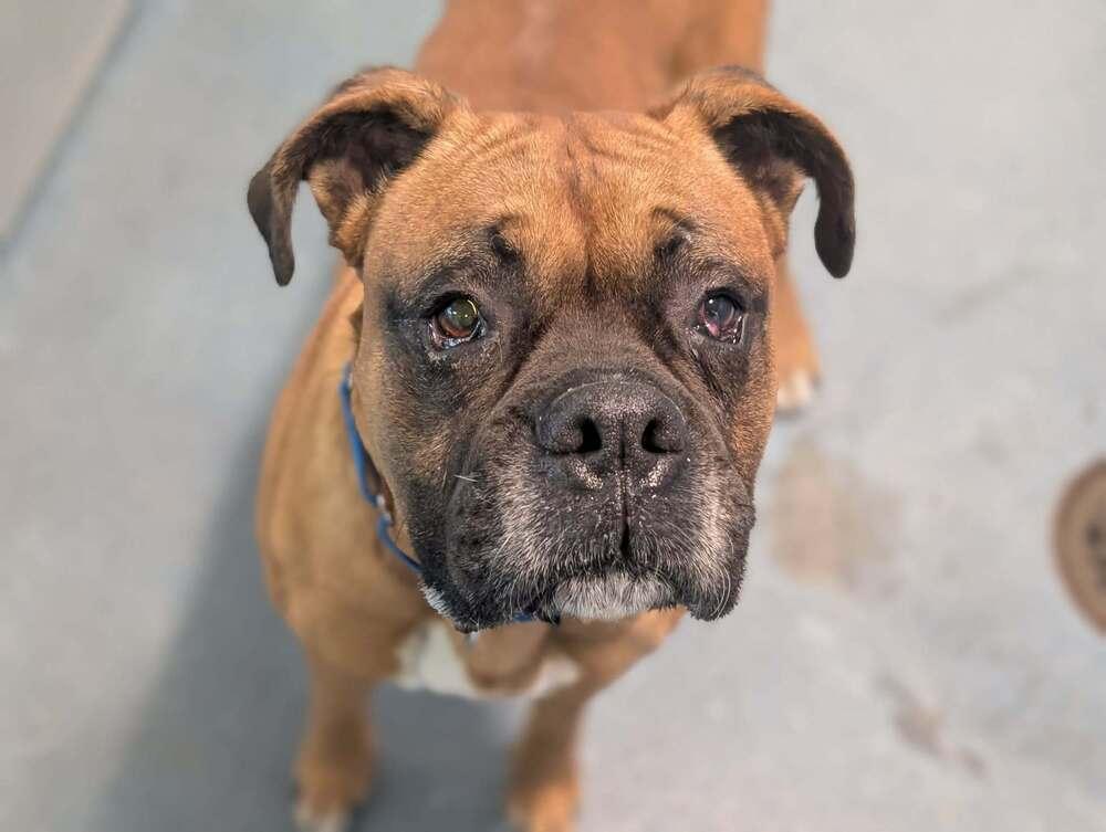 Enlarge Danby, a Adoptable Boxer in Hewitt, TX image 2/6