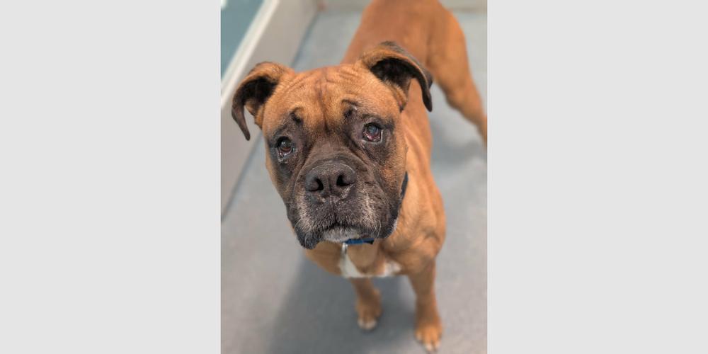 Enlarge Danby, a Adoptable Boxer in Hewitt, TX image 3/6