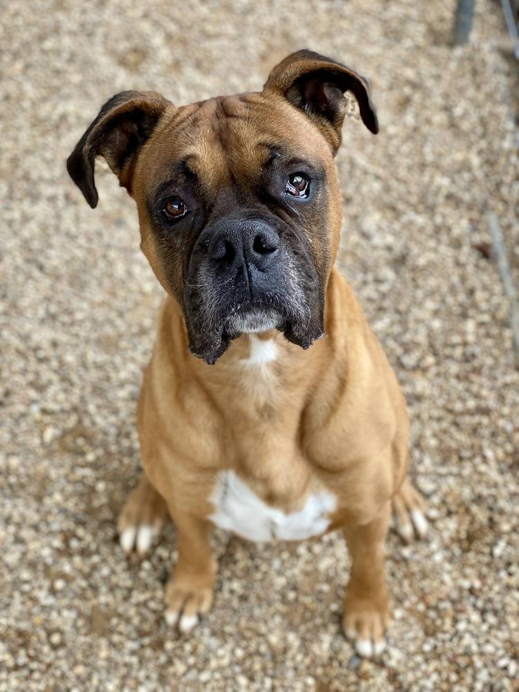 Enlarge Danby, a Adoptable Boxer in Hewitt, TX image 4/6