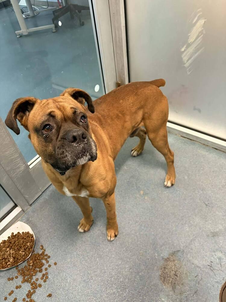 Enlarge Danby, a Adoptable Boxer in Hewitt, TX image 5/6