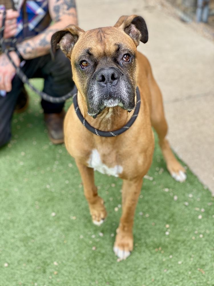 Danby, a Adoptable Boxer in Hewitt, TX image 6/6
