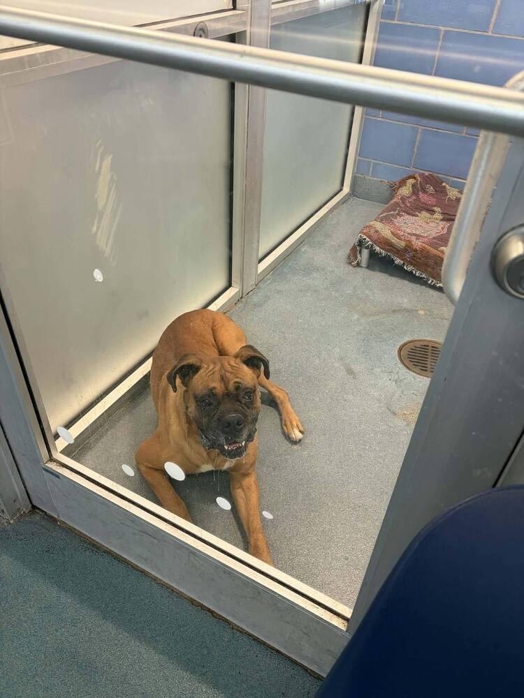 Enlarge Danby, a Adoptable Boxer in Hewitt, TX image 6/6