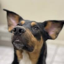 Nikolas, ADOPTABLE, Puppy Male German Shepherd Dog.