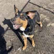 Enlarge Nikolas, a ADOPTABLE mixed breed in North Kansas City, MO image 2/2