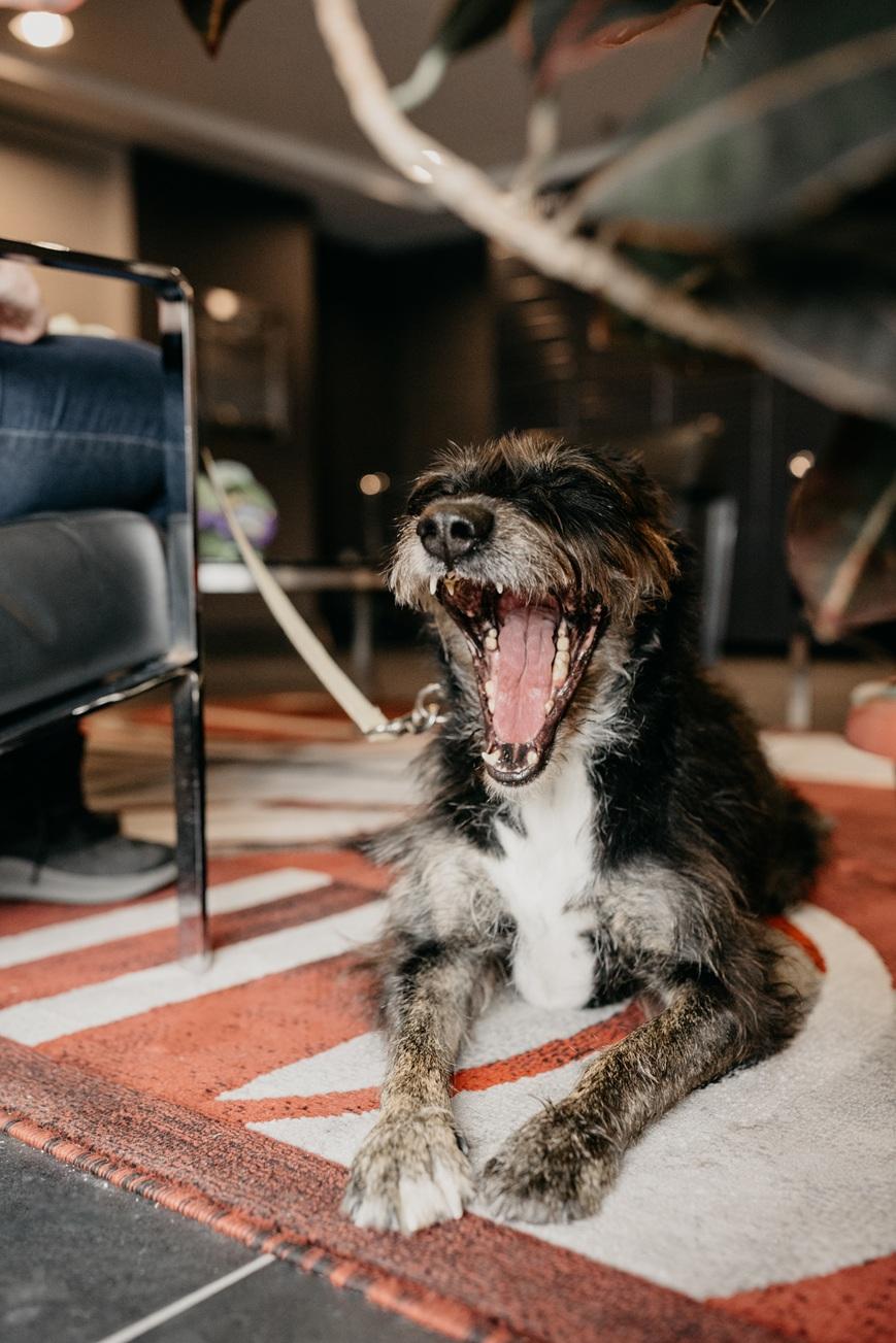 Enlarge Kika , a ADOPTABLE mixed breed in Mississauga, ON image 3/6