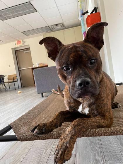 Swordfish, Adoptable, Adult Male Pit Bull Terrier & Mixed Breed.