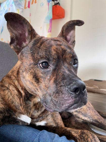 Swordfish, a Adoptable mixed breed in South Bend, IN image 2/3