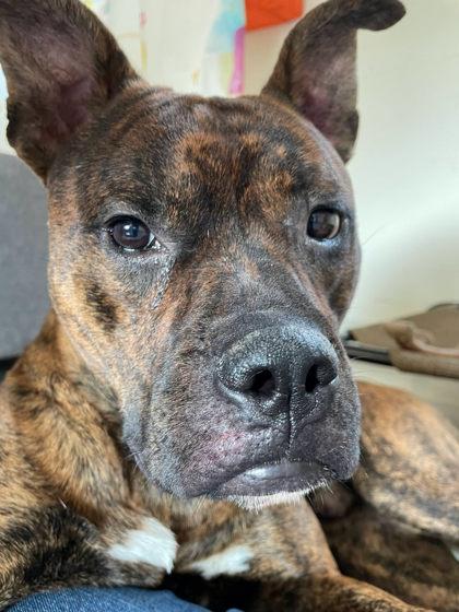 Swordfish, a Adoptable mixed breed in South Bend, IN image 3/3