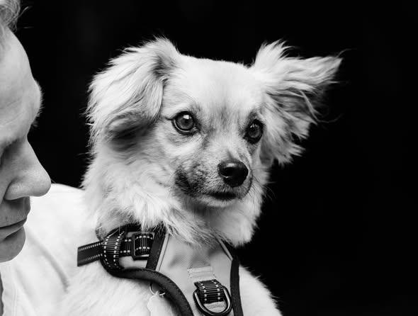 Jace, Adoptable, Adult Male Tibetan Spaniel & Terrier.