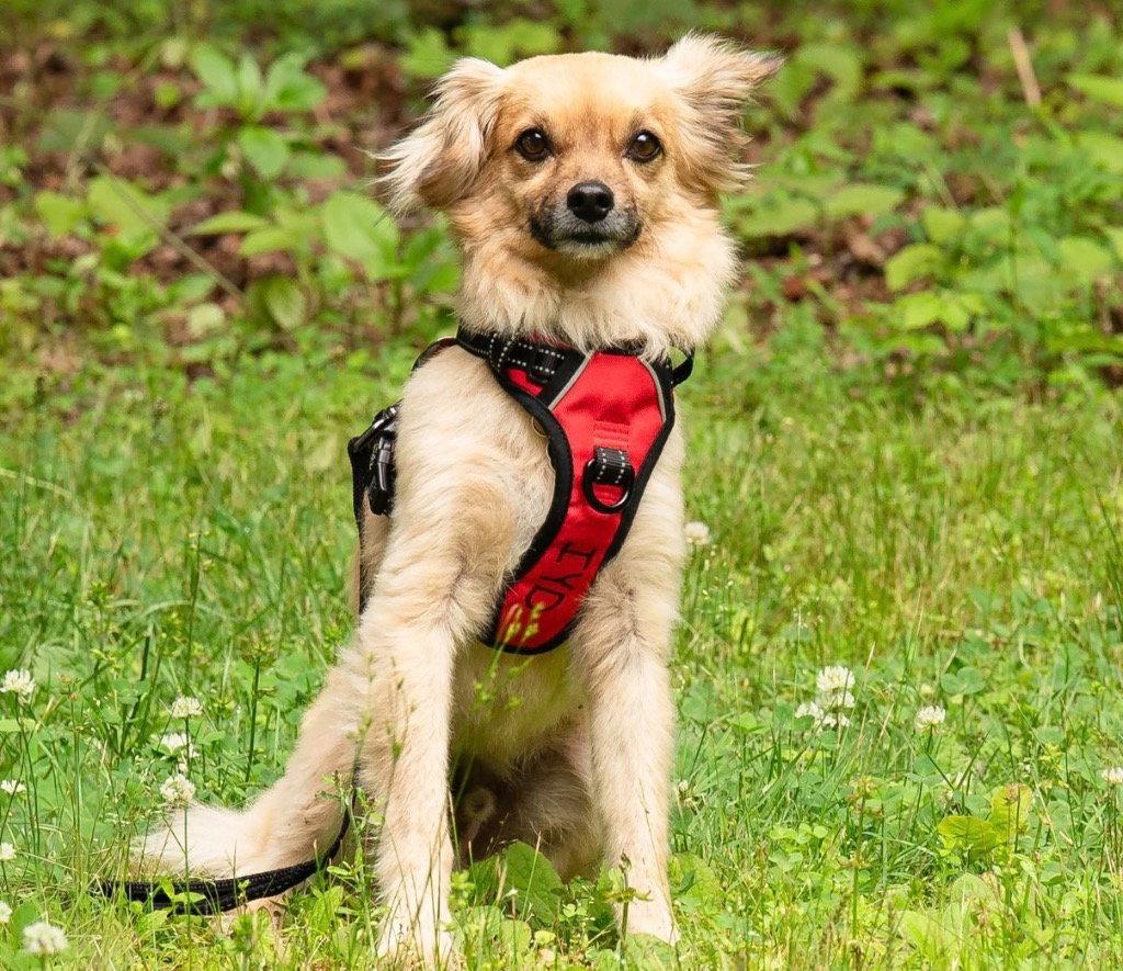 Enlarge Jace, a Adoptable mixed breed in Ellijay, GA image 3/3