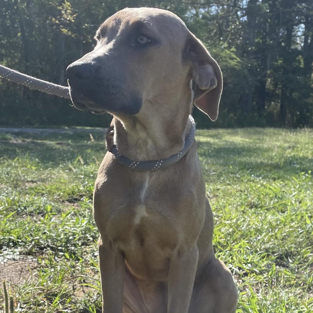 Lyla, Adoptable, Young Female Black Mouth Cur & Rhodesian Ridgeback.
