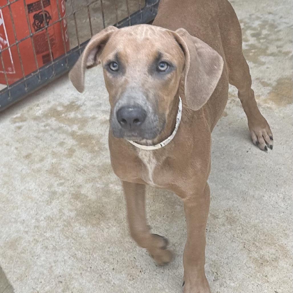 Enlarge Lyla, a Adoptable mixed breed in Enfield, NH image 2/6